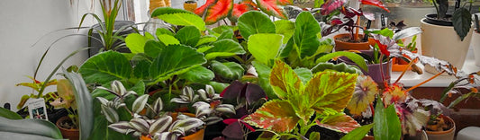 CURRENT POPULAR HOUSEPLANTS