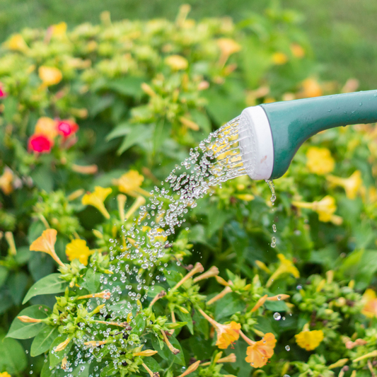 Top tips on watering plants in hot weather