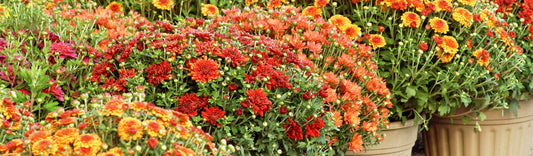 THE BEST FLOWERS TO PLANT FOR AN AUTUMN BLOOM