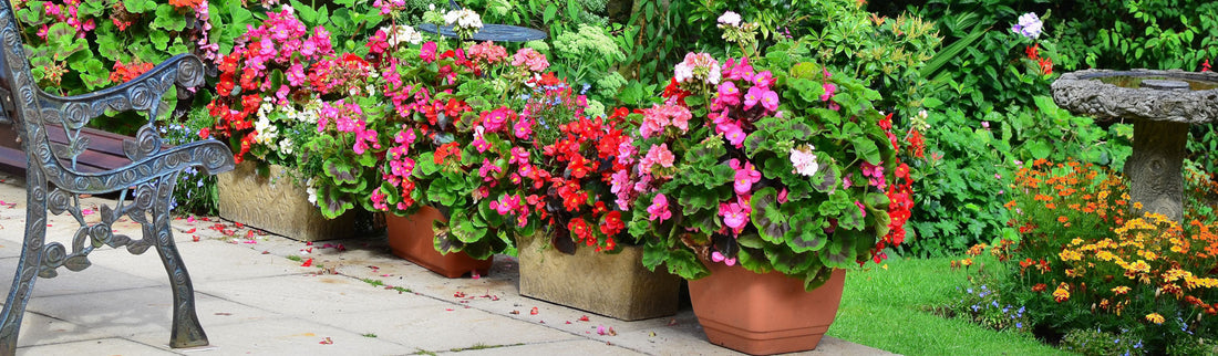 WHY AREN'T MY FLOWERS BLOOMING?
