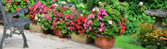 WHY AREN'T MY FLOWERS BLOOMING?