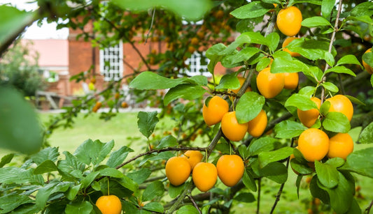 How to Plant & Care for Fruit Trees in the UK