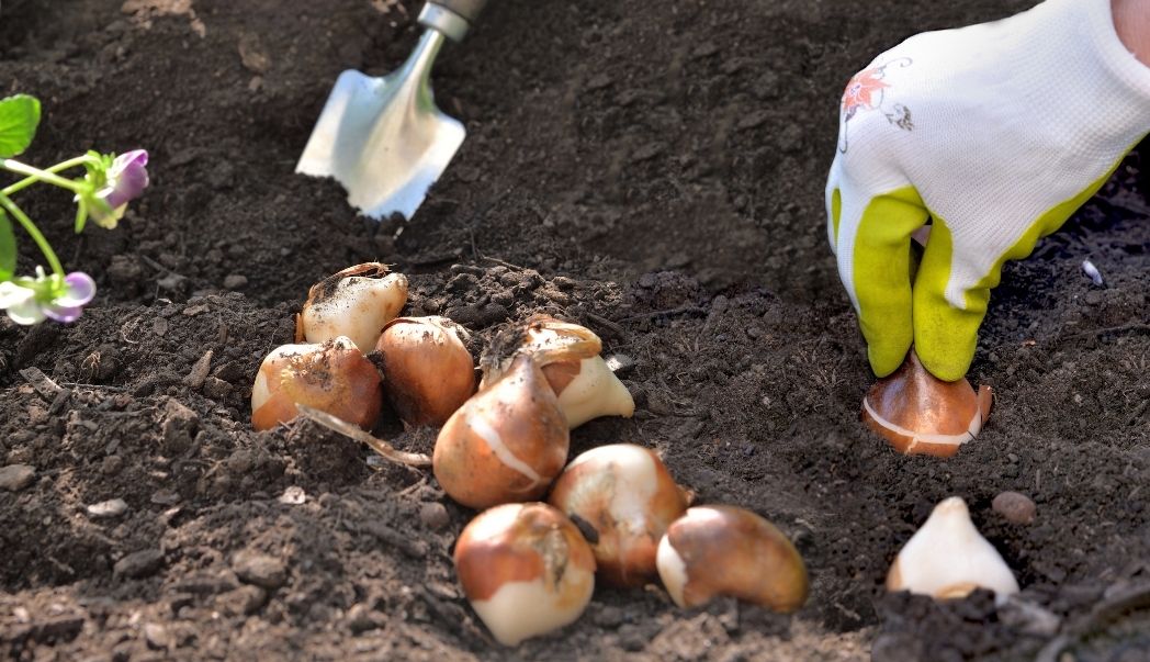 How to Plant Spring Bulbs in Autumn for a Bright Garden