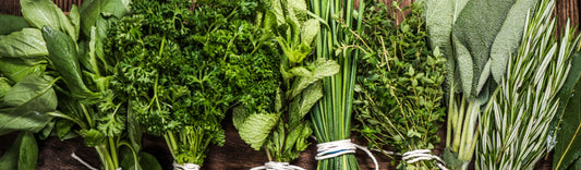 GREAT HERBS TO GROW IN YOUR GARDEN THIS SUMMER