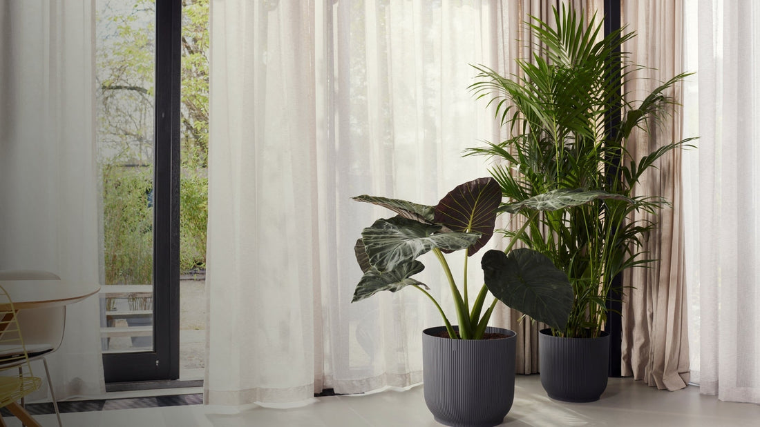 15 Best houseplants that thrive in low light