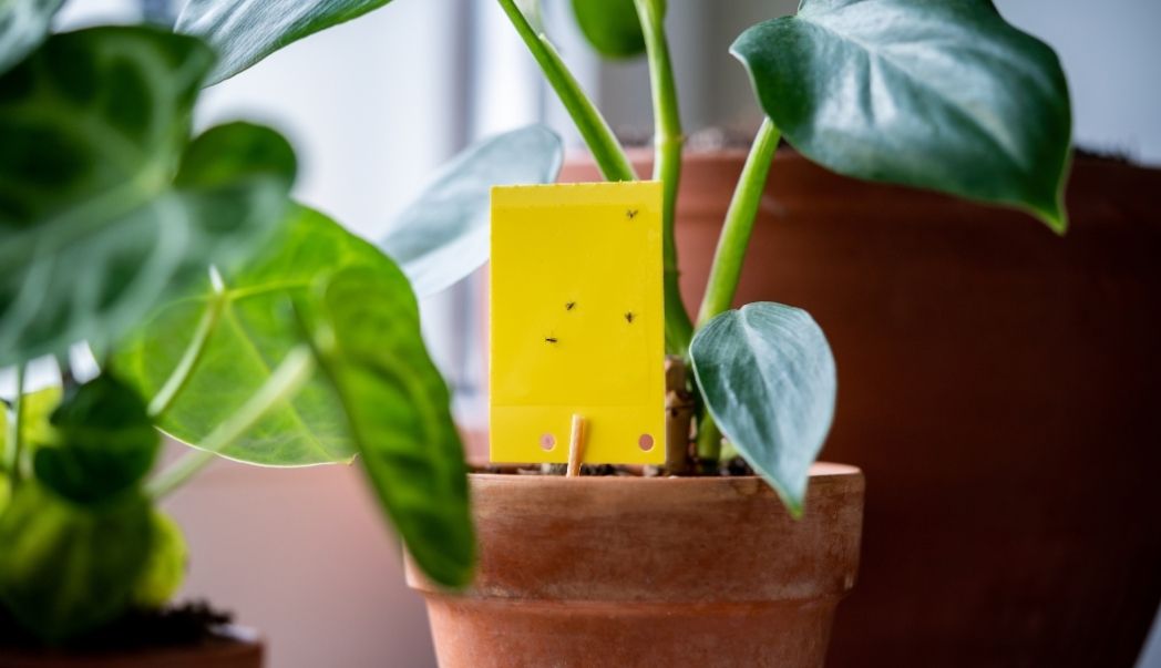 Mourning Flies and Other Houseplant Pests: Identification and Control