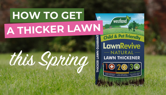 How to Get a Thicker Lawn this Spring
