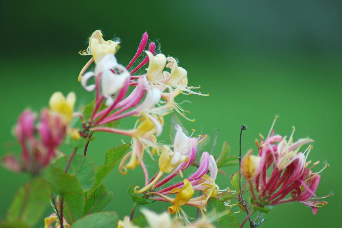 Do the plants used in our favourite Role Playing Games (RPGs) have real-world value today?