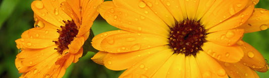 THE BEST FLOWERS TO PLANTS FOR A SUMMER BLOOM