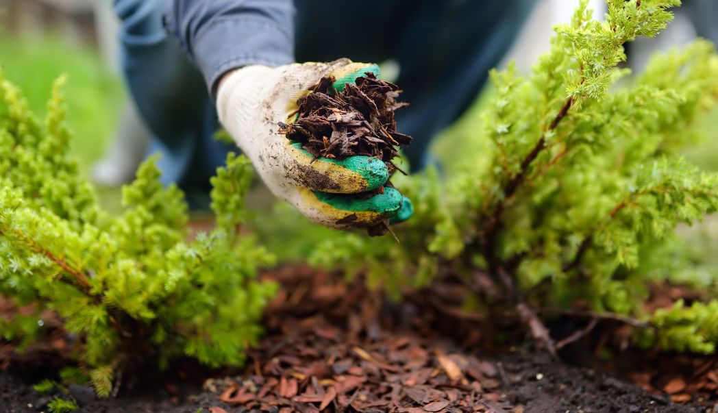 Preventing Winter Pests and Diseases in the Garden