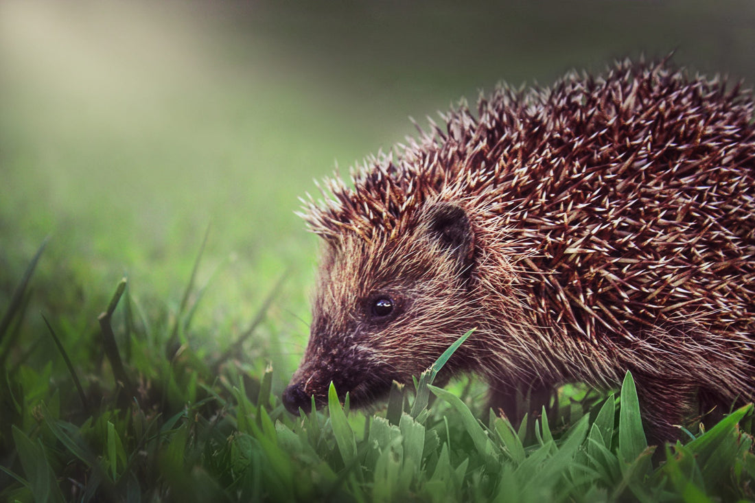 Five Ways to Attract Hedgehogs