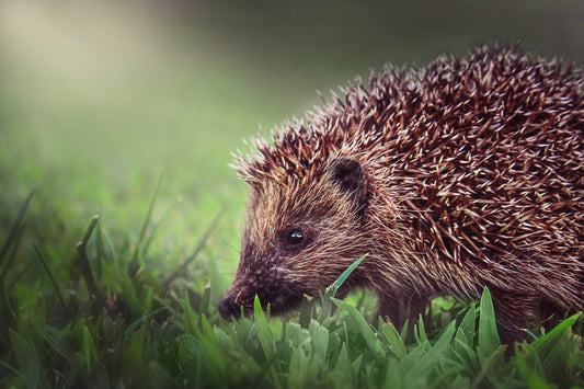 Five Ways to Attract Hedgehogs