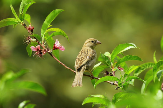 How to Attract Birds to your Garden