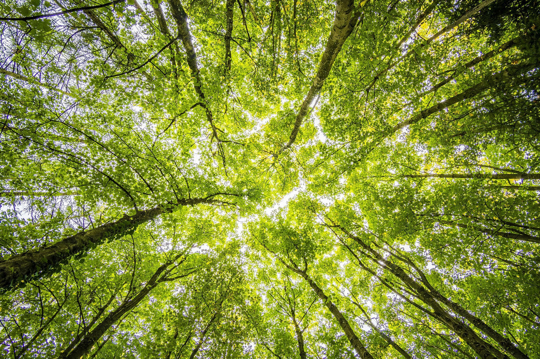 Plant a Tree for the Jubilee