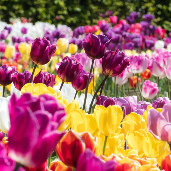 April Gardening