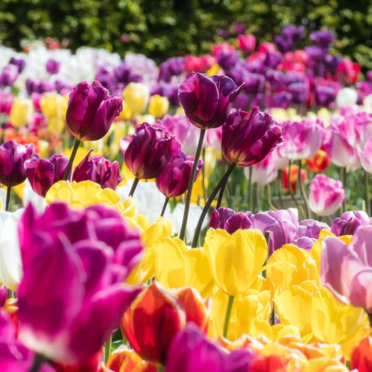April Gardening