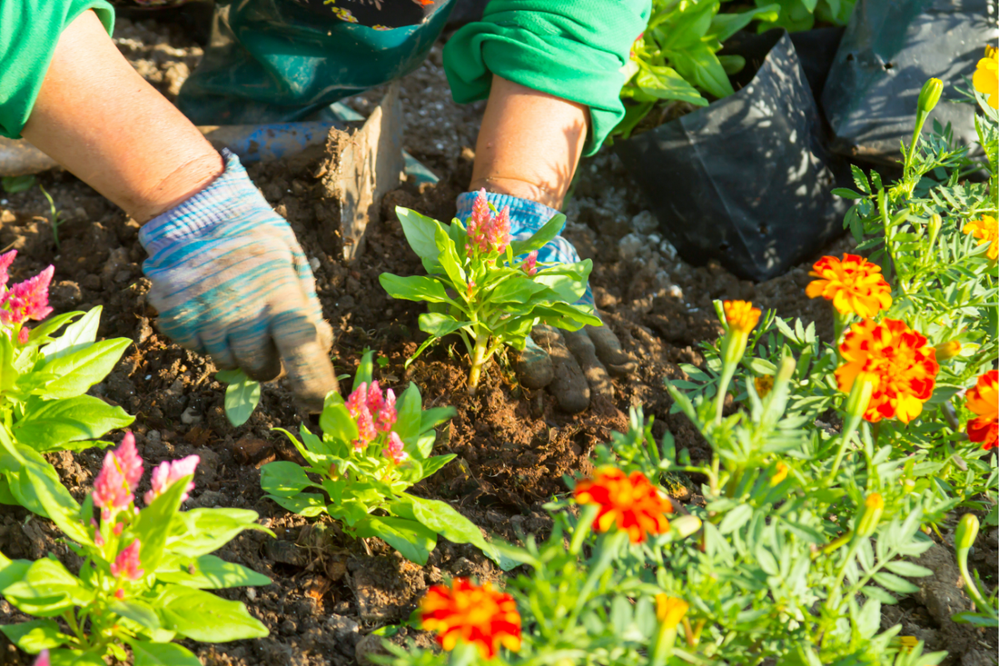 Best plants for small gardens in the UK