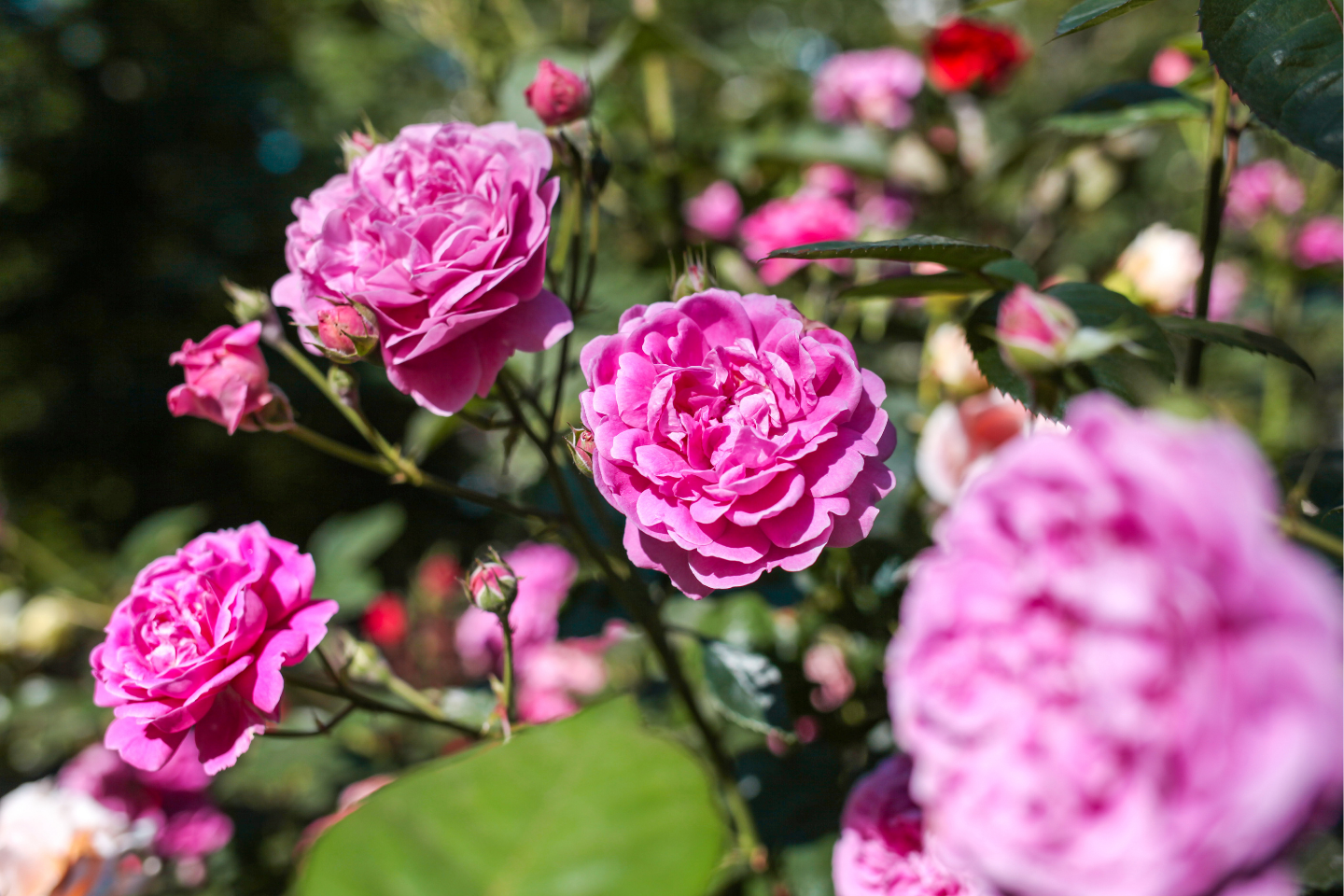 How to care for roses year-round: Seasonal rose care guide – Polhill