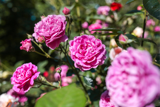 How to care for roses year-round: Seasonal rose care guide