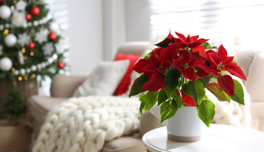 5 Flowering Christmas Houseplants to Brighten Your Home