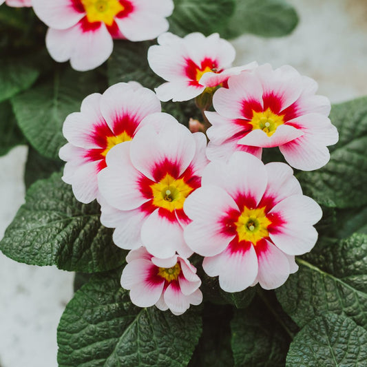 Gardening in February