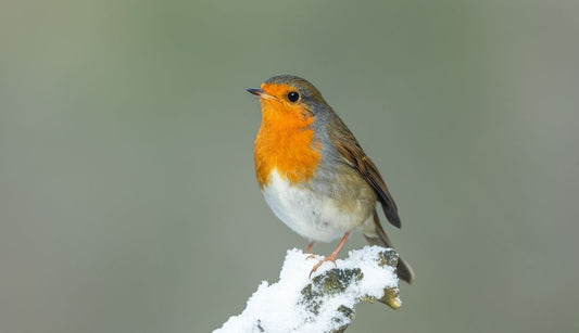 9 Ways to Make Your Garden Wildlife Friendly This Winter