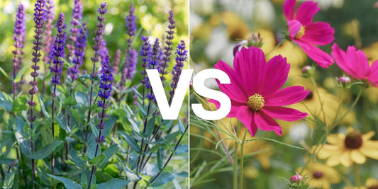 Perennials vs Annuals: What’s Right for Your Space?