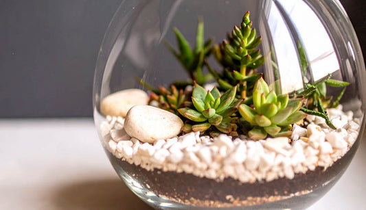 Terrarium Workshop at Polhill Garden Centre