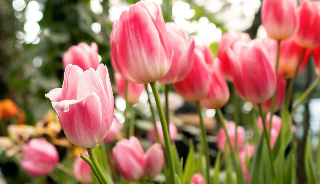 Preparing for Spring Bulbs and Early Growth