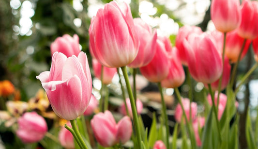 Preparing for Spring Bulbs and Early Growth