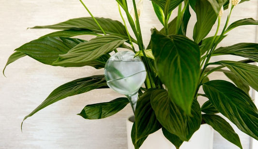 Are Watering Globes Good for Houseplants? Tips and Advice