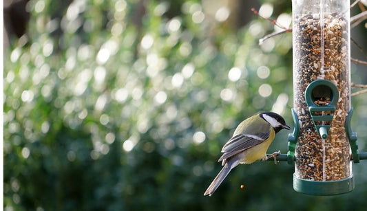 The Benefits of Feeding Wild Birds in Your Garden
