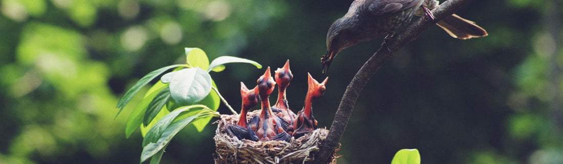 TOP 5 TIPS FOR KEEPING WILDLIFE HAPPY & HEALTHY IN THE COLD WEATHER