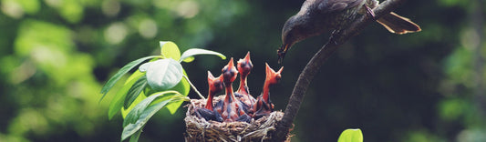 TOP 5 TIPS FOR KEEPING WILDLIFE HAPPY & HEALTHY IN THE COLD WEATHER