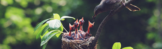 HOW TO CARE FOR WILD BIRDS IN YOUR GARDEN