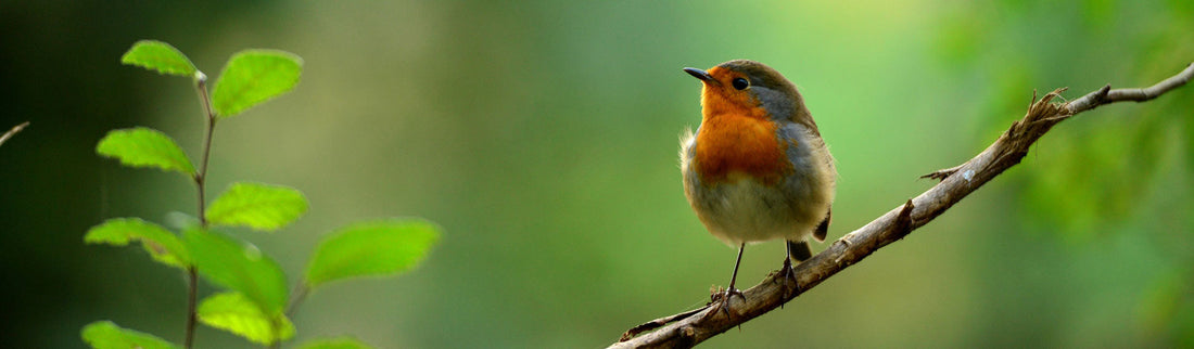 TOP 5 TIPS FOR KEEPING WILDLIFE HAPPY & HEALTHY IN HOT WEATHER