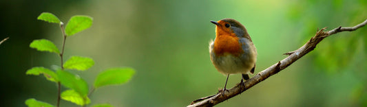 TOP 5 TIPS FOR KEEPING WILDLIFE HAPPY & HEALTHY IN HOT WEATHER