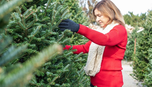 How to choose the perfect Christmas tree for your home