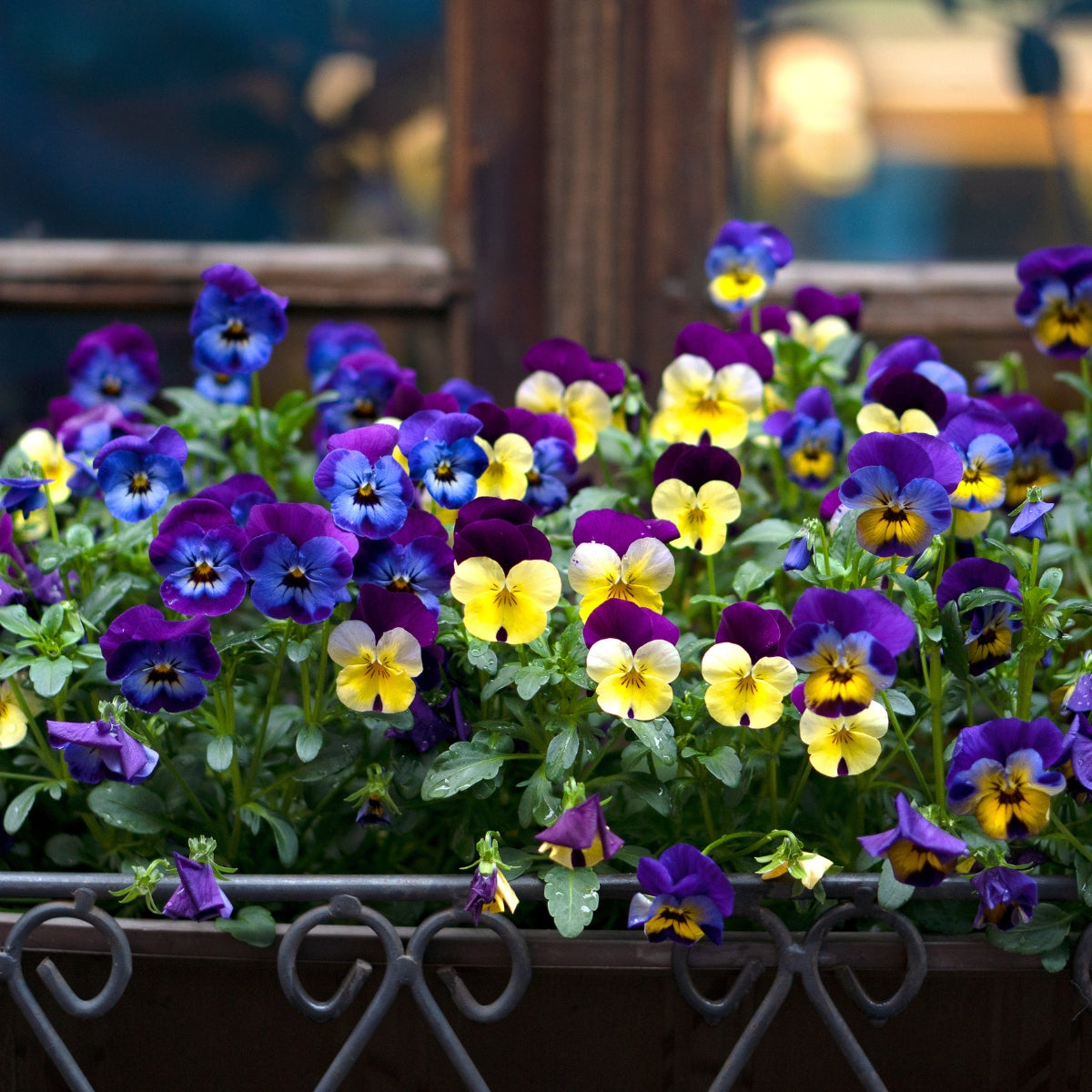 Bedding Plants