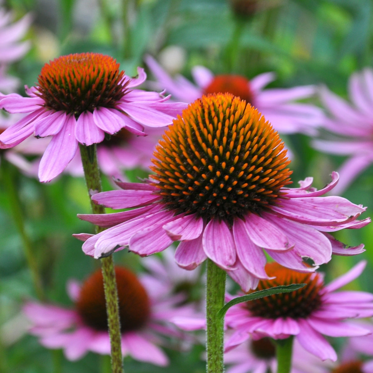 Herbaceous Perennials