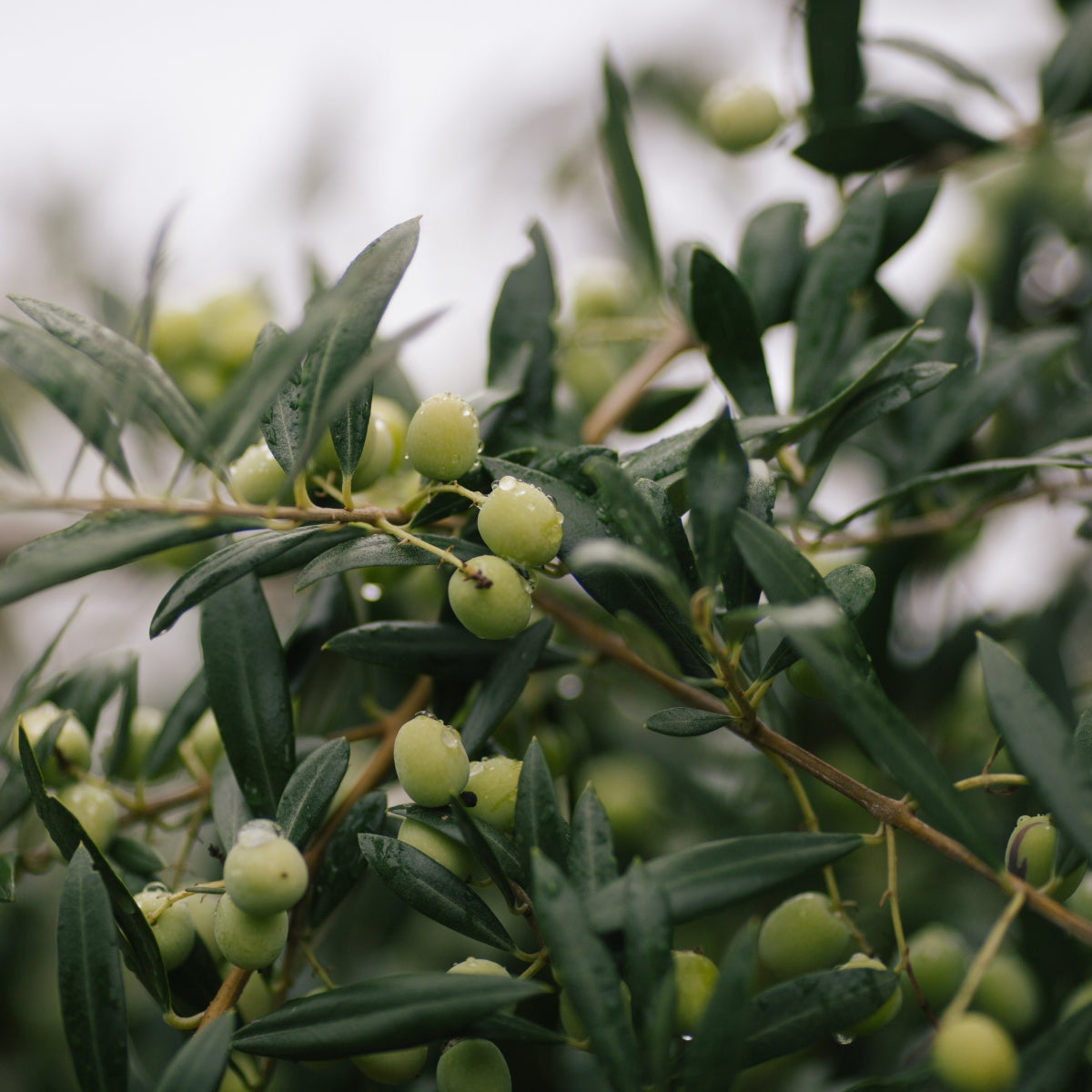 Fruit Trees & Bushes