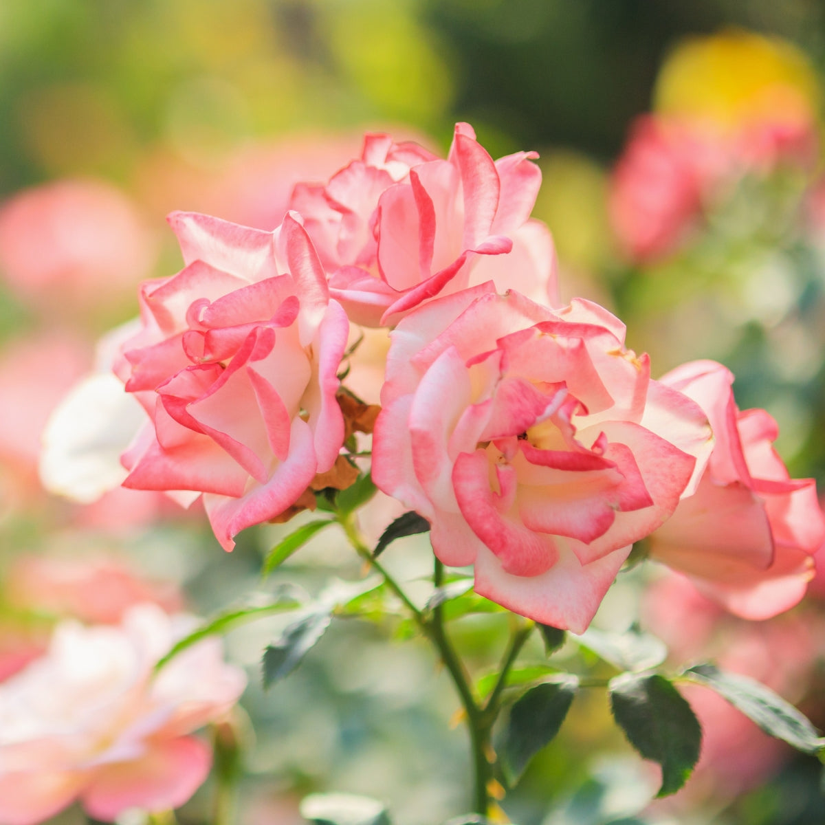 Roses & Climbers