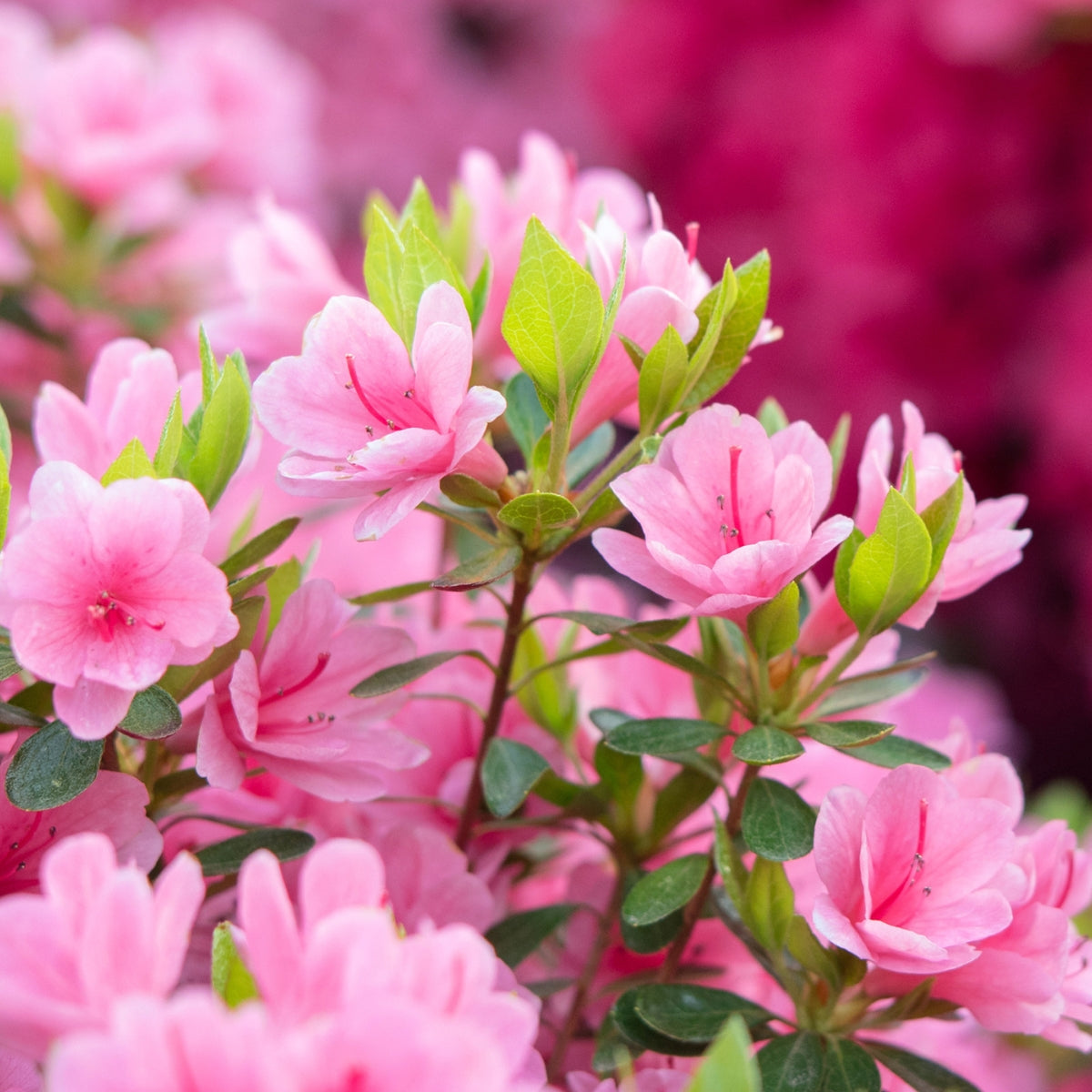 Azaleas & Rhododendrons