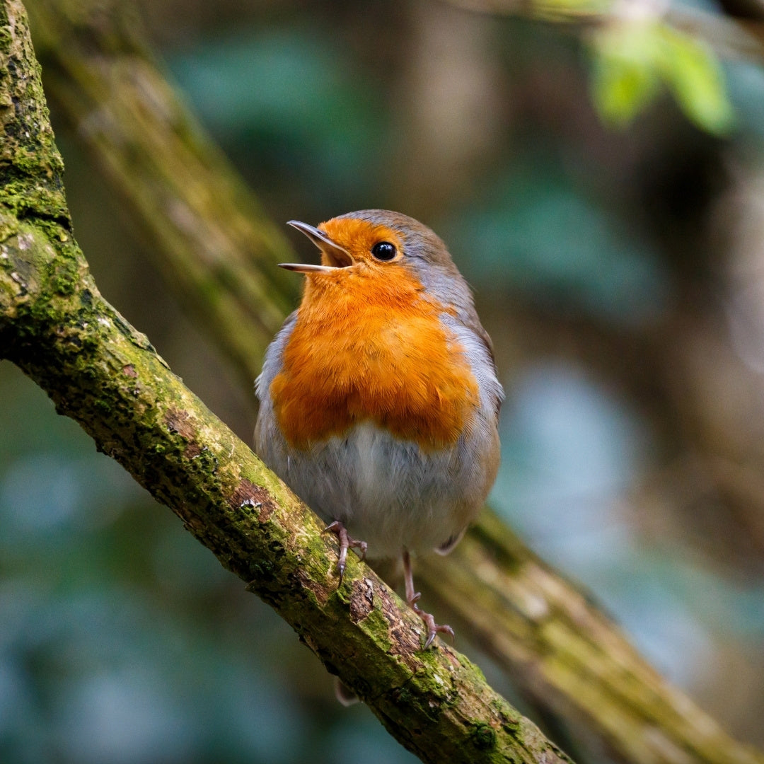 Wild Bird Care Essentials