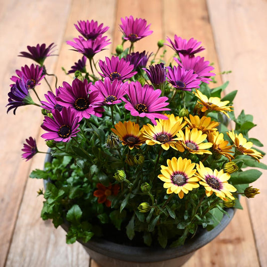 25Cm Tall Square Planter