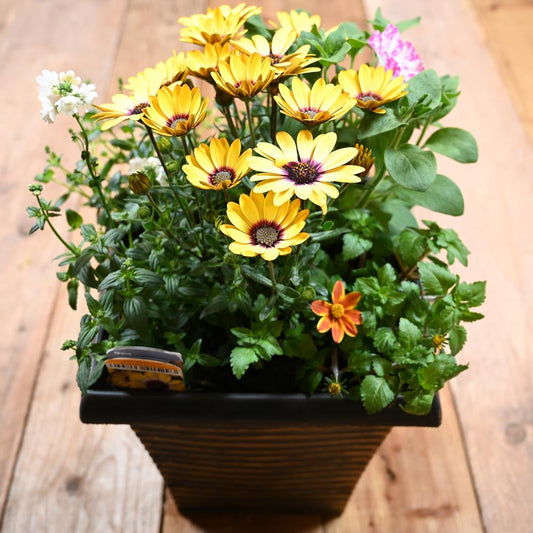 25Cm Tall Square Planter