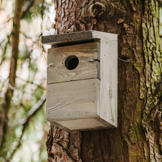 Peckish Everyday Nest Box