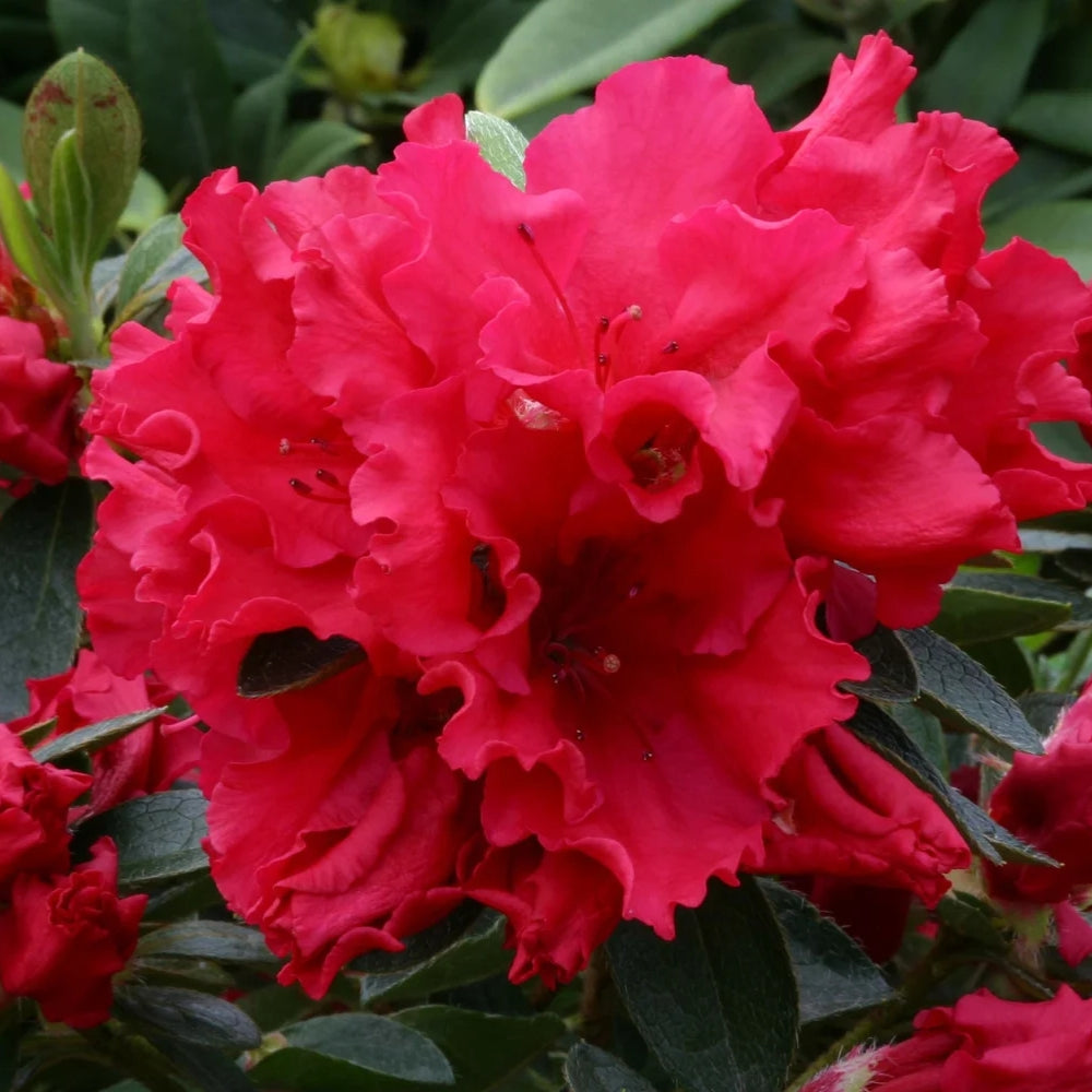 Azalea 'Red Wing' 3L