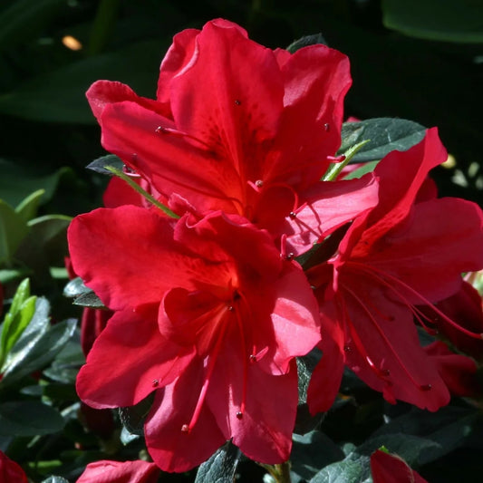 Azalea 'Arabesk' 3L