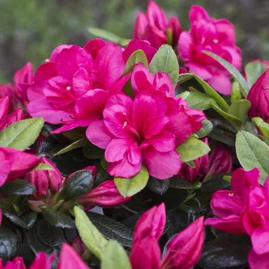 Azalea 'Canzonetta' 3L